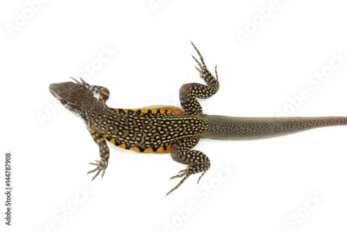 Image of Butterfly Agama Lizard (Leiolepis Cuvier) on white background. Reptile Animal © yod67