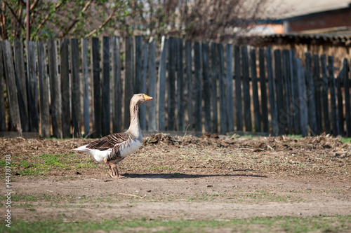 Gray domestic geese walk around the village photo