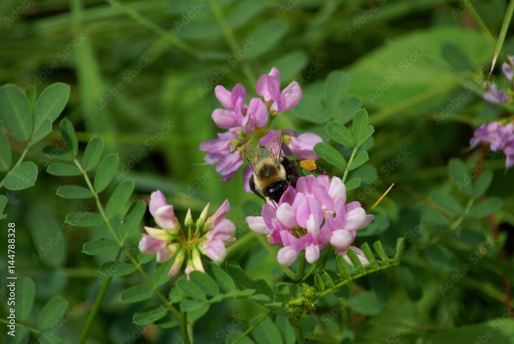 Bee with pollen on a clover flower