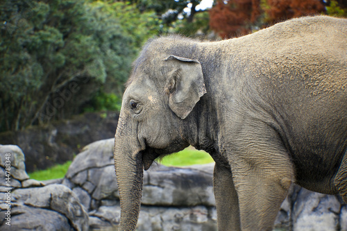 Female elephant (lephus maximus vilaliya). photo