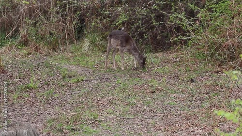 Melanistic fallow deer (Dama dama) feeding in the Forest of Dean. RSPB Nagshead. photo