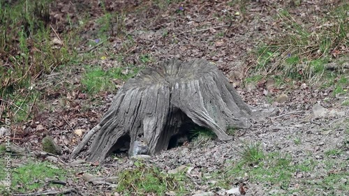 Grey Squirrel ( Sciurus carolinensis ) feeding on a tree stump photo