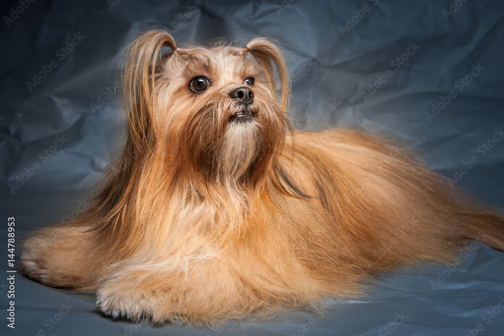 Naklejka premium Lhasa Apso