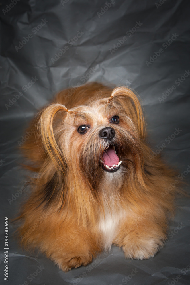 Lhasa Apso. The dog lies with his mouth open. The dog lies on a gray background.