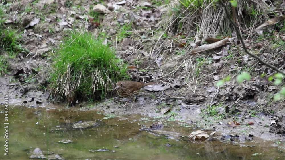 Song thrush (Turdus philomelos) by a pond collecting nest material. Forest of Dean Song thrush (Turdus philomelos) by a pond collecting nest material. Forest of Dean