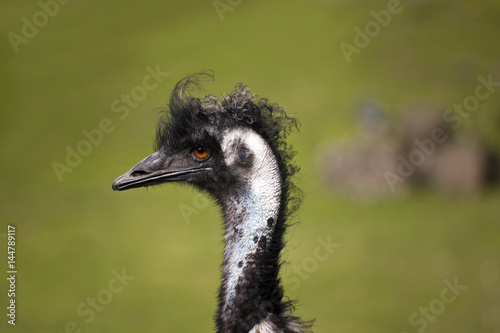 Portrait of an Ostrige  Emu photo