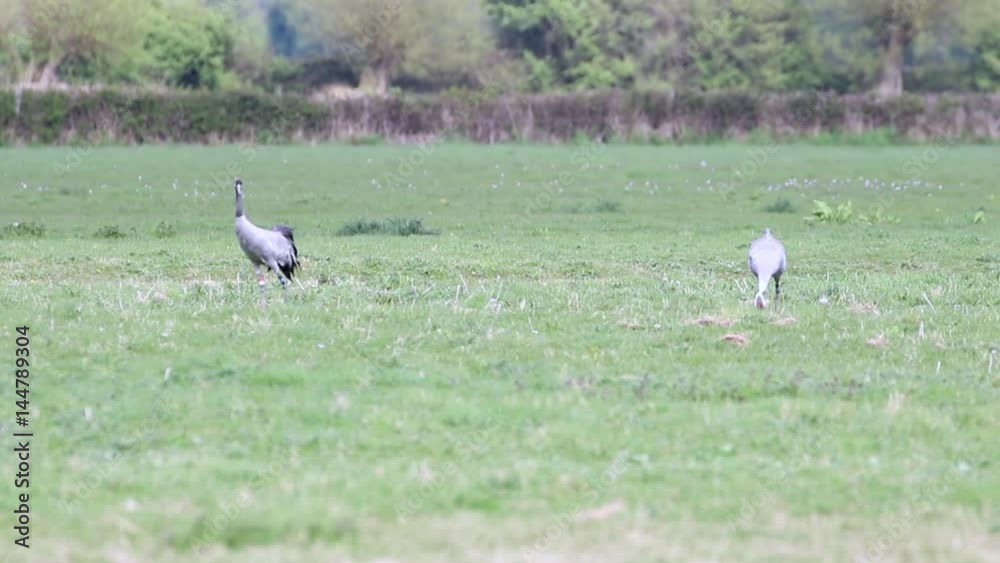 Two Common cranes (Grus grus), or Eurasian crane at WWT Slimbridge.