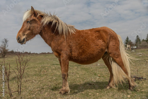 Wild Ponies 