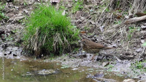 Song thrush (Turdus philomelos) by a pond collecting nest material. Forest of De photo