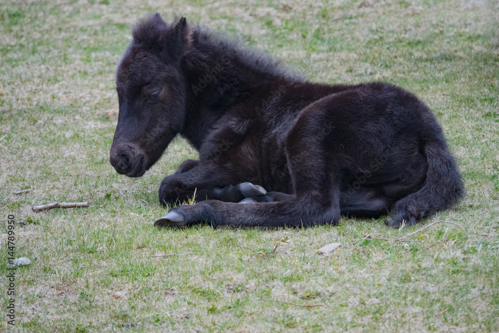 Fototapeta premium Foal Wild Pony