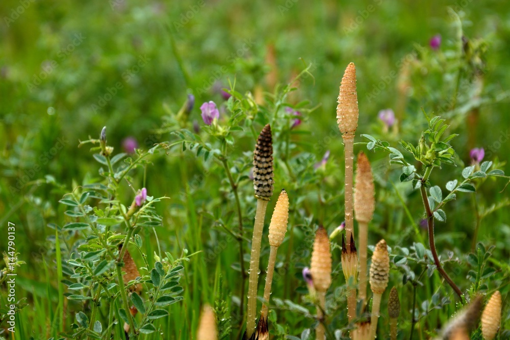 Field horsetail