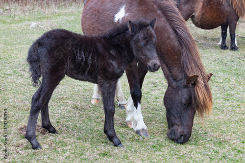 Foal and Mother Wild Ponies