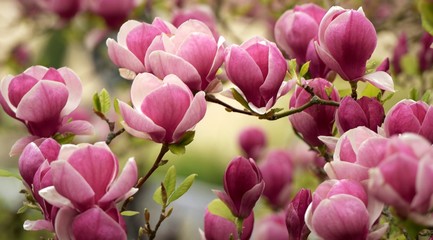 Keuken achterwand Magnolia Roze magnoliabloesem in bloei  © rachid amrous