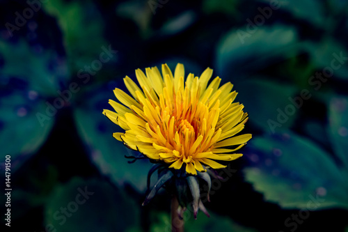 flor