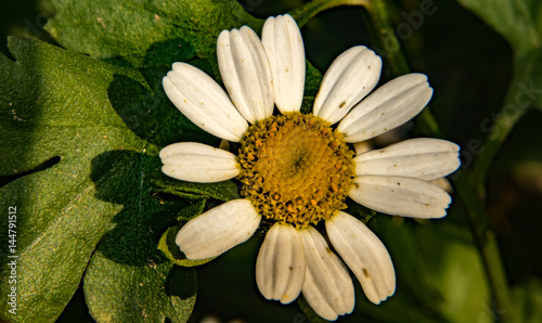 flora