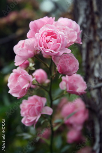 Cluster of miniture Pink Roses