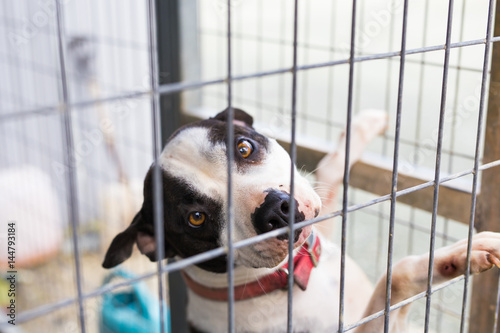 Close up of dog bulldog in a cage. © satura_