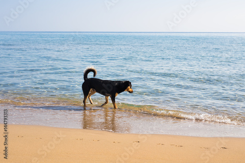 Dog walking on the beach photo