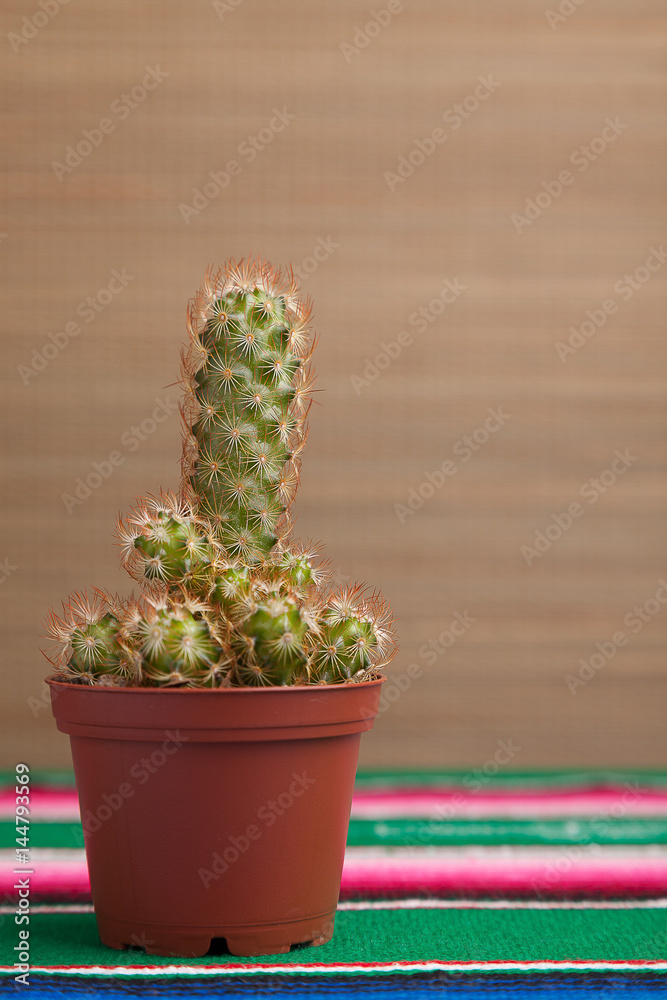Cactus Cactus