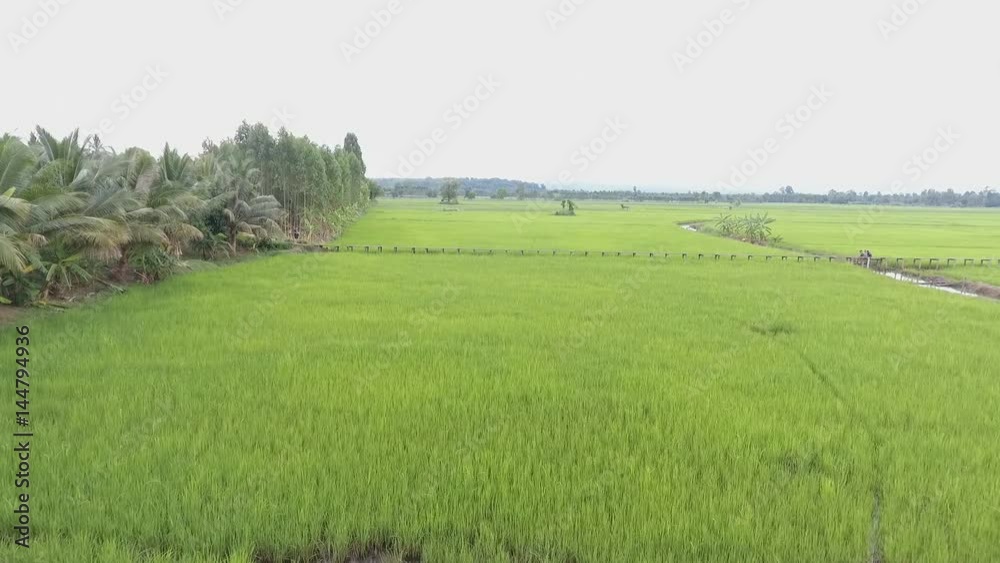 Rice fields, terraces, plantation, farm. An organic asian rice farm and agriculture. Young growing rice and have there is a long wooden bridge in the middle. Rice fields, terraces, plantation, farm. An organic asian rice farm and agriculture. Young growing rice and have there is a long wooden bridge in the middle.