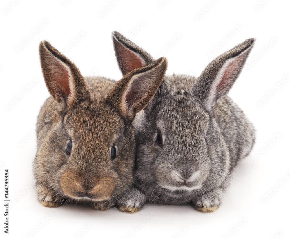 Fototapeta premium Two rabbits.