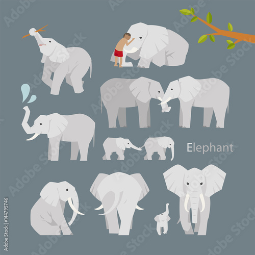 various elephant poses illustration flat design set © MINIWIDE