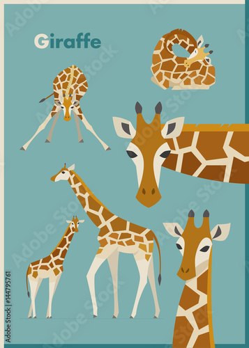 various poses giraffe flat design illustration set