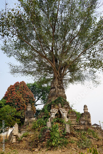 Ancient stupa with tree