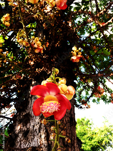 Cannonball flowers in park