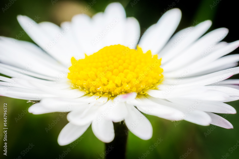Fototapeta premium Daisy flower macro photography