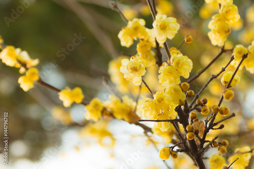 Flowers of Wintersweet,in Koganei Park,Tokyo,Japan