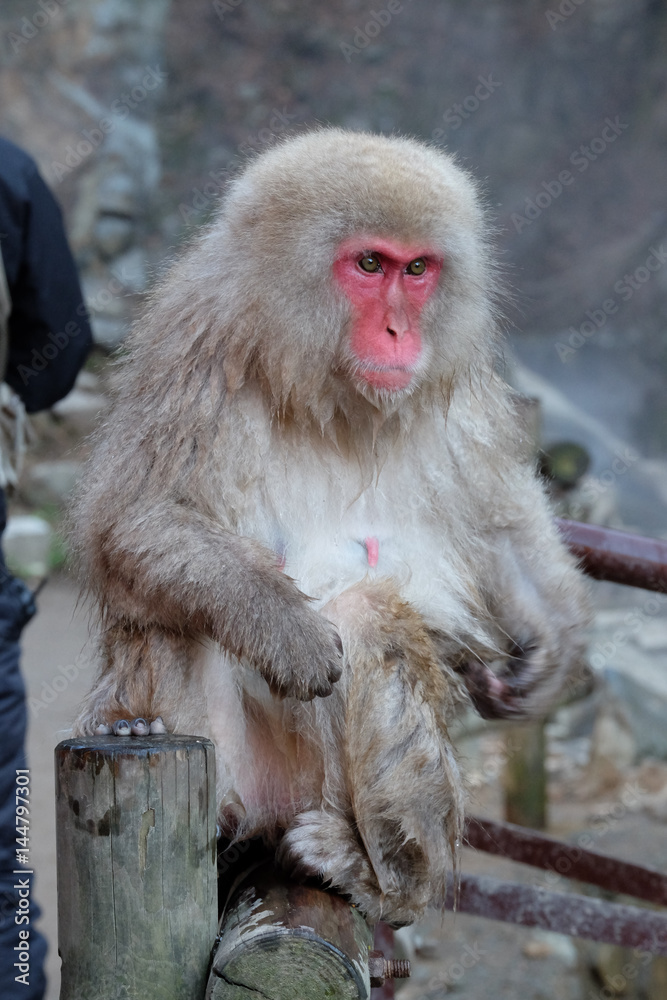 Naklejka premium ニホンザル 地獄谷野猿公苑にて