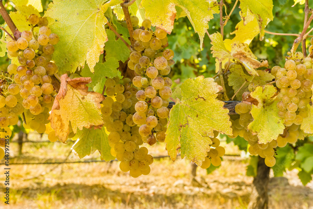 bunches of ripe Sauvignon Blanc grapes in vineyard