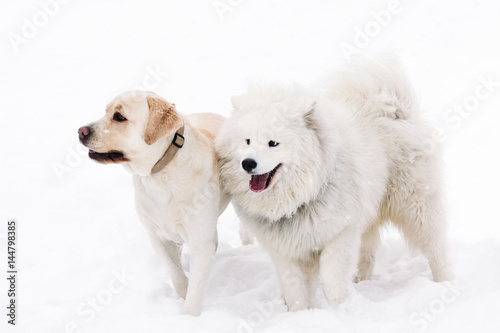 Samoyed and Labrador stand next winter © Zayne C.