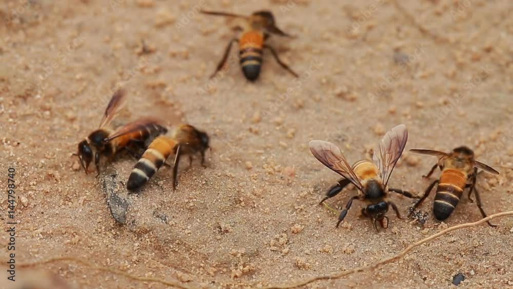 The nature of Large bees suck on ground minerals. The nature of Large bees suck on ground minerals.