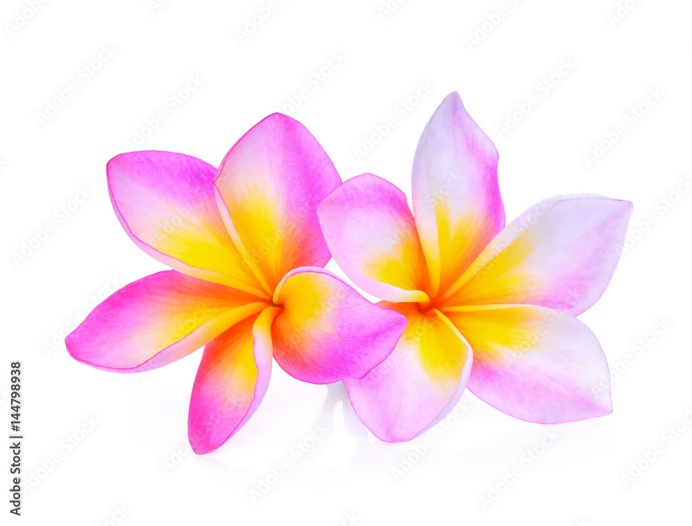 frangipani flowers isolated on white background