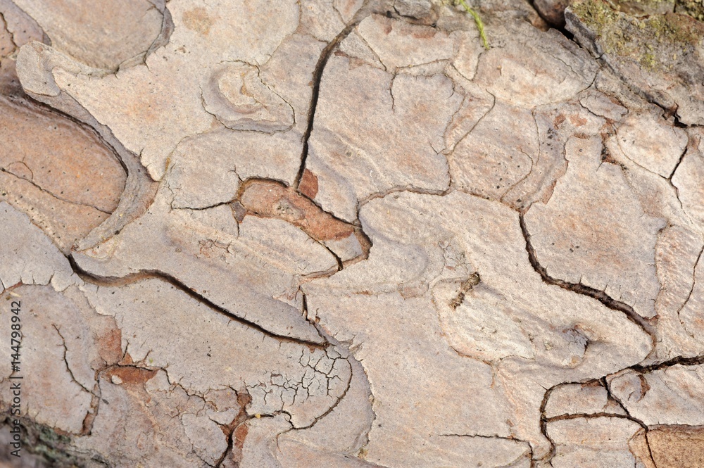 Fototapeta premium Pine Bark Texture Close-Up