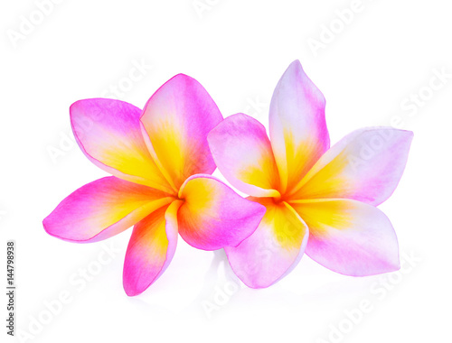 frangipani flowers isolated on white background