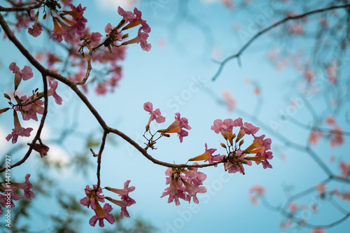 Soft focus Wild Cherry flower ,Pinks flower in Thailand,Pink trumpet tree,Pink tecoma. photo