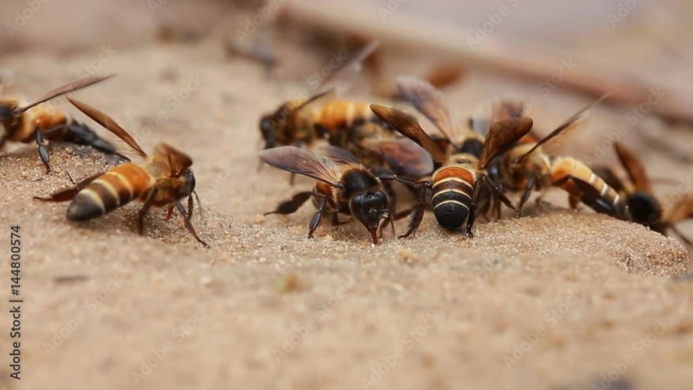 The nature of Large bees suck on ground minerals. The nature of Large bees suck on ground minerals.