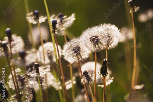 Spring flowers beautiful dandelions in green grass photo