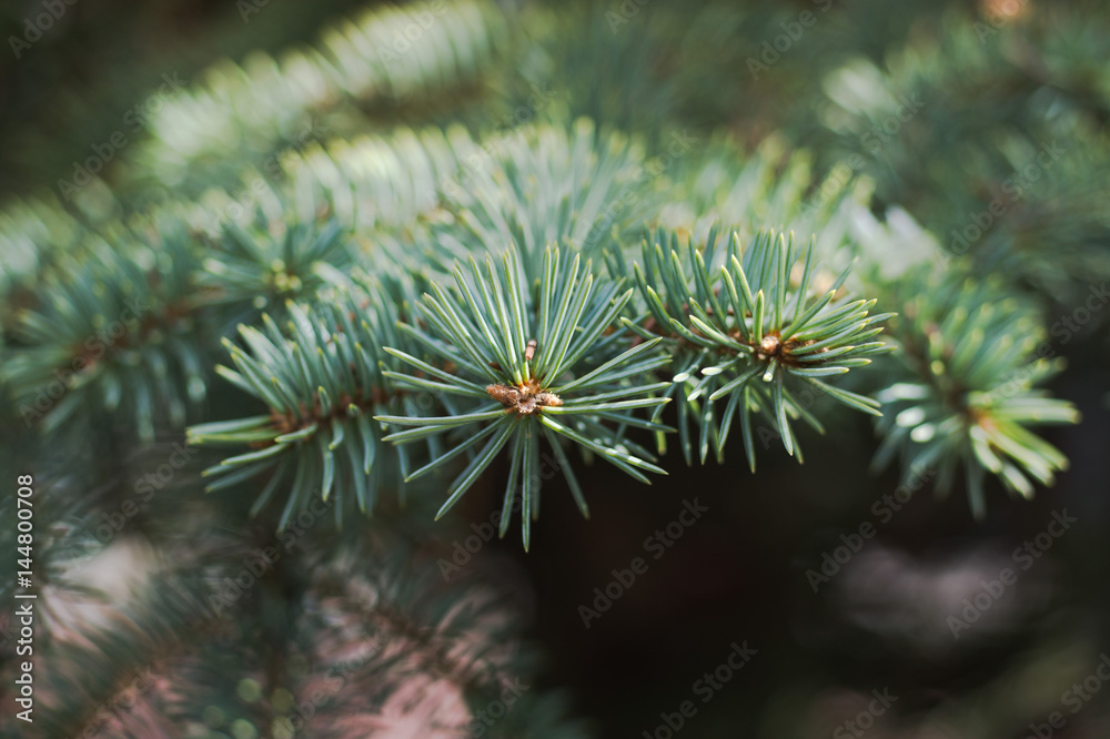 The branches of Christmas tree. Christmas and New Year's background. Macro shot The branches of Christmas tree. Christmas and New Year's background. Macro shot