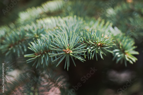 The branches of Christmas tree. Christmas and New Year's background. Macro shot