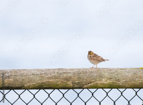 Savannah Sparrow (Passerculus sandwichensis) perched on a wooden fence photo