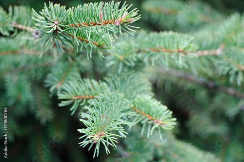 The branches of Christmas tree. Christmas and New Year's background. Macro shot