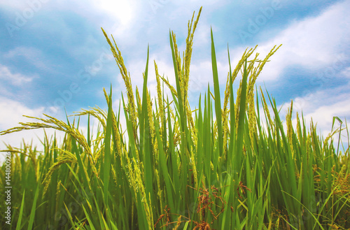 rice plant in rice field with blue sky