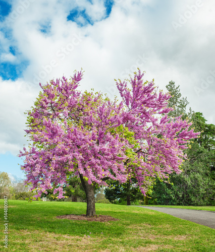 flowering Judas Tree