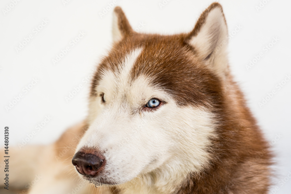 Portrait of a dog-Siberian husky