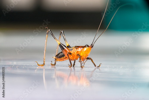 Orange, black bush-crickets or katydids (Arthropoda: Insecta: Coleoptera: Dryophthoridae: Conocephalus melanus) 