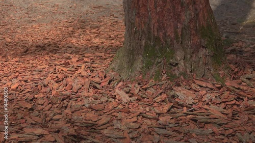 Pan of base of a beetle infested pine tree photo